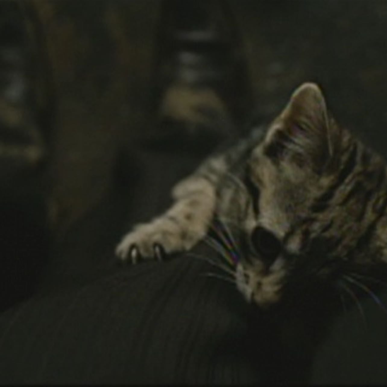 animals always surrounding or rubbing up against theo. - children of men (2006)