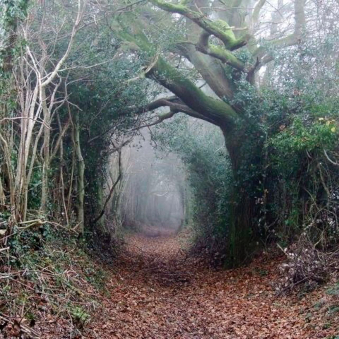 into the woods - 1987.