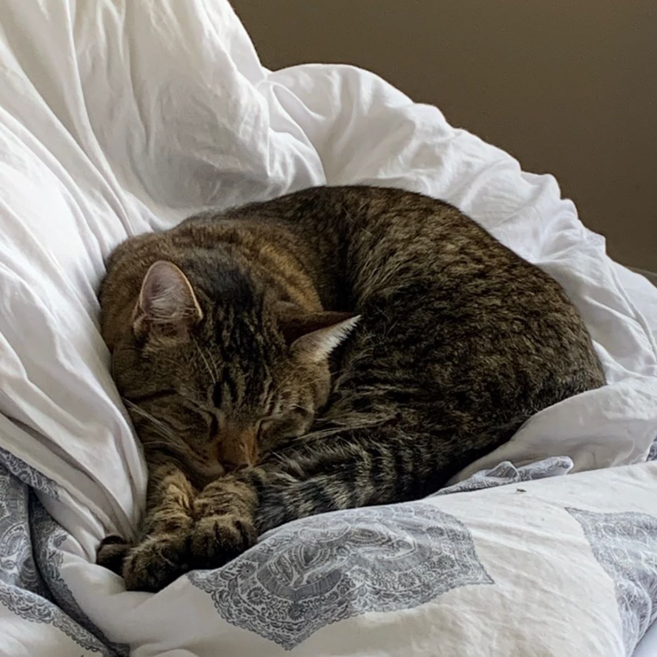 tabby cat - animal alignment.