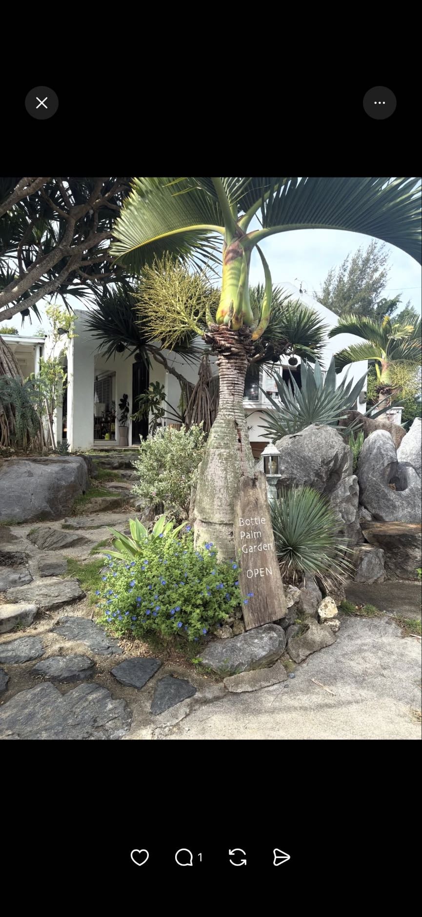Bottle Palm Garden