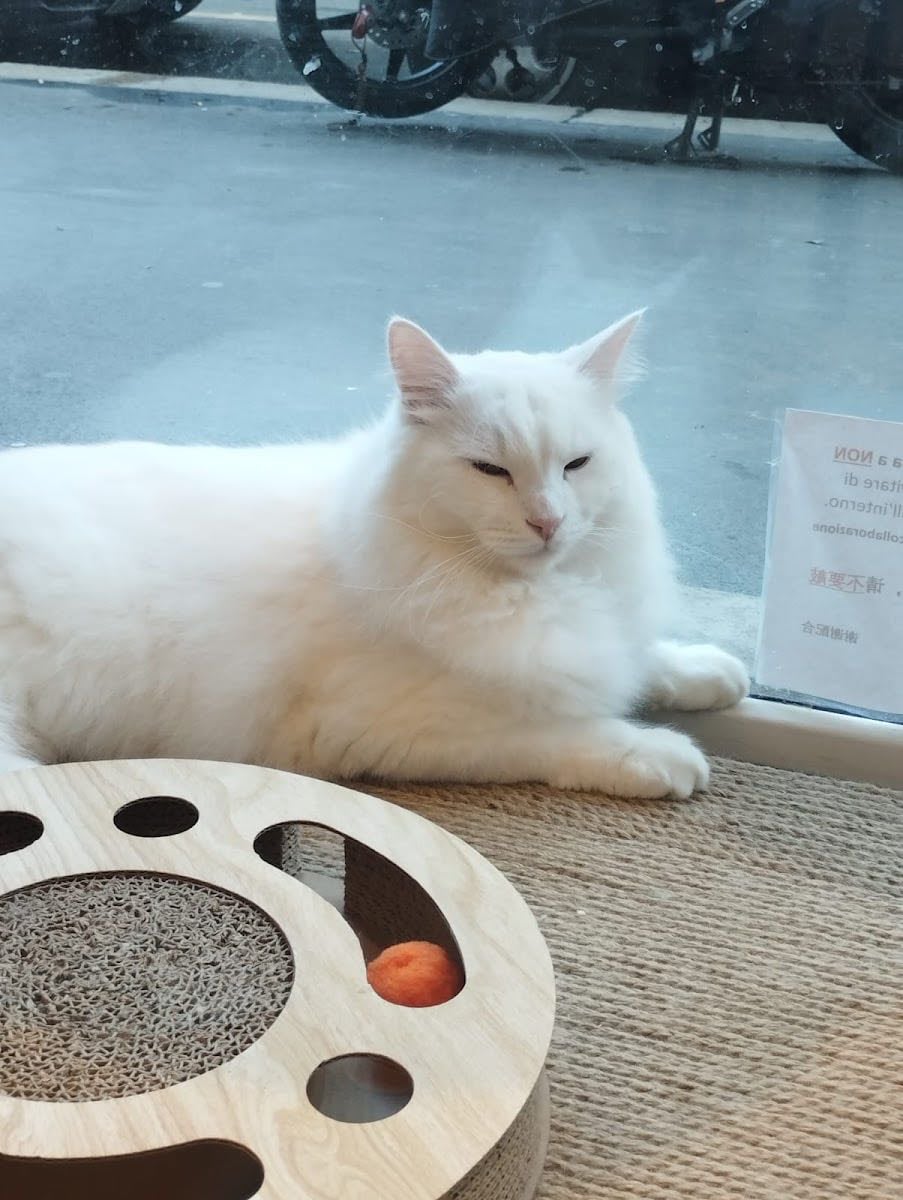 Miaoka cat cafè