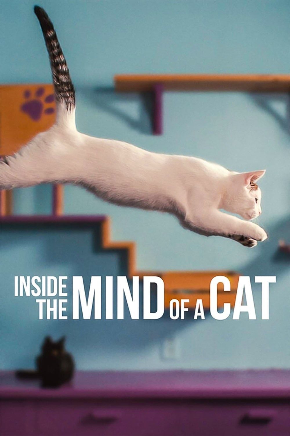 Inside the Mind of a Cat - Andy Mitchell · 2022