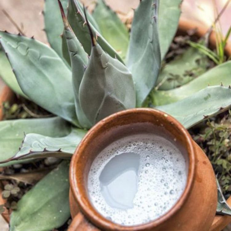 Pulque