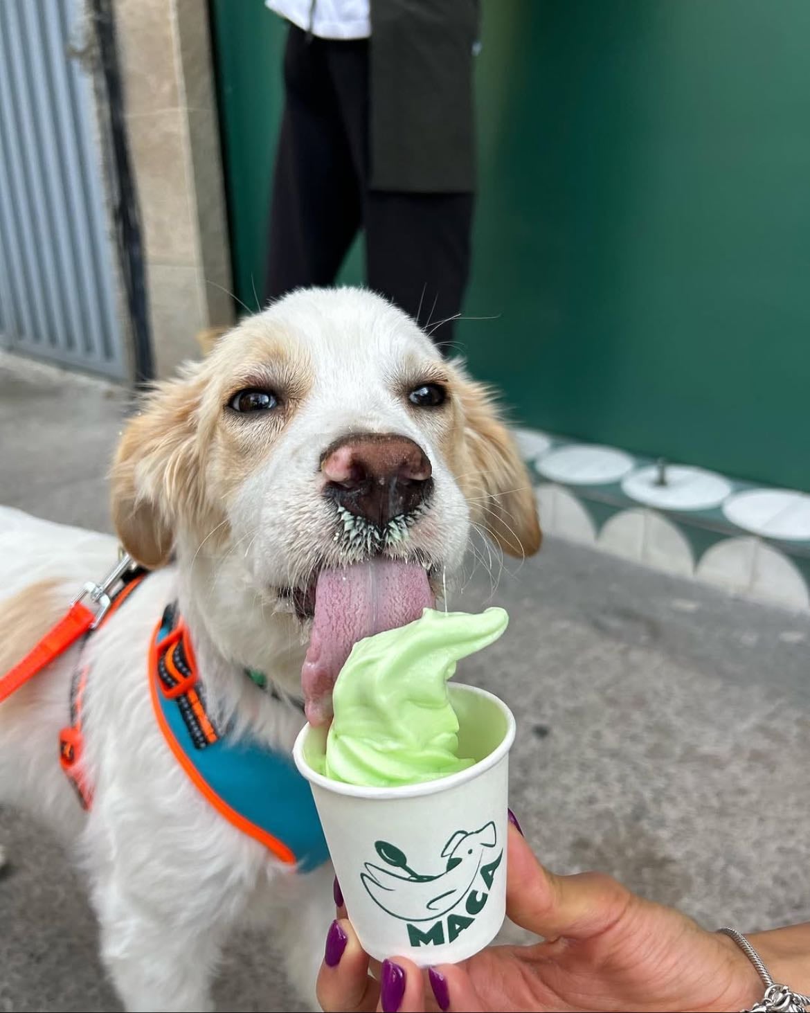 Maca Helado & Café