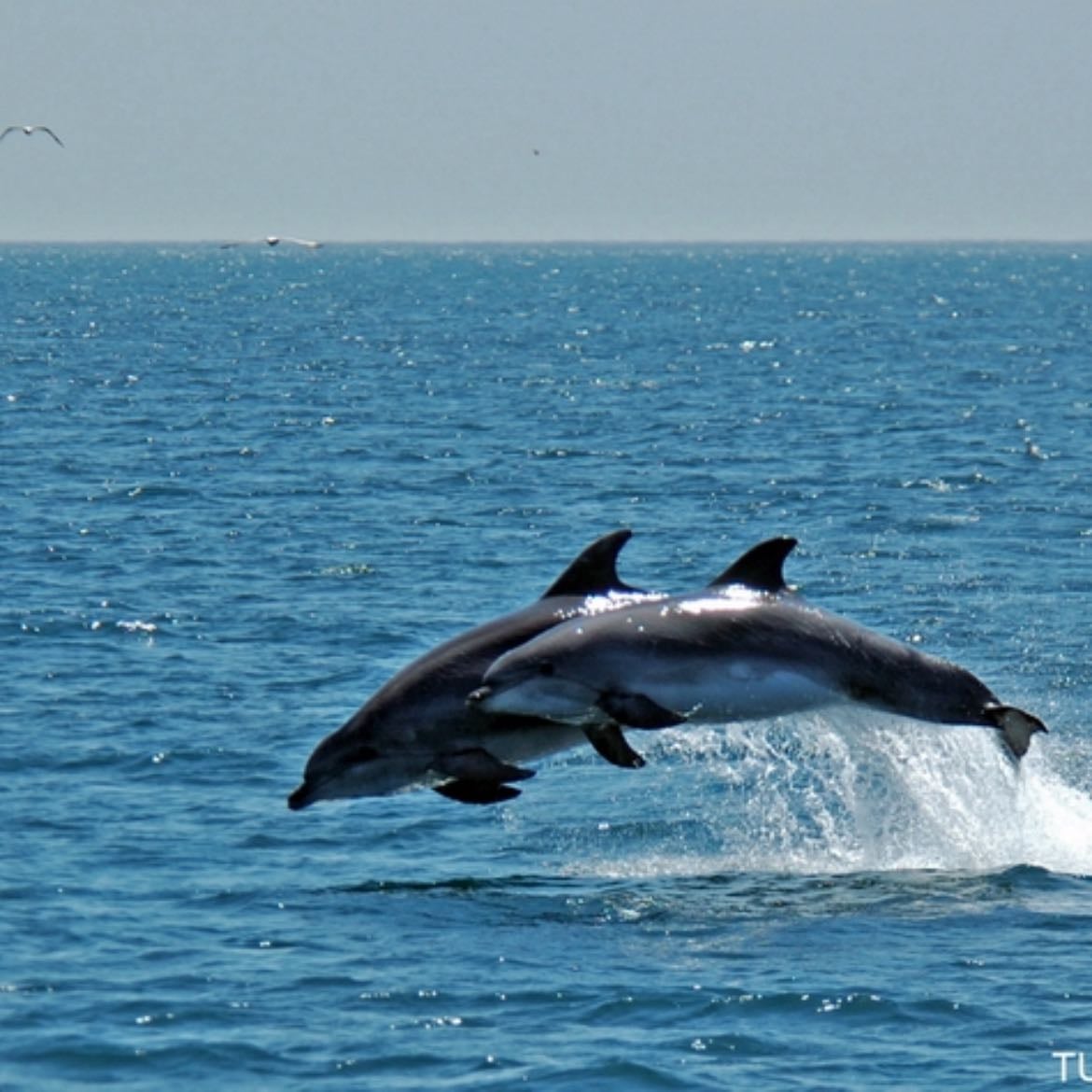 Seeing Dolphins in Istanbul - Unexpectedly and cried