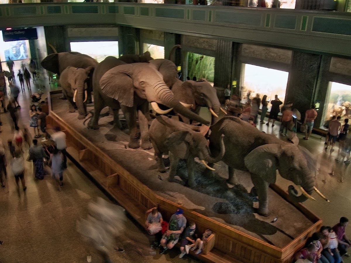 American Museum of Natural History