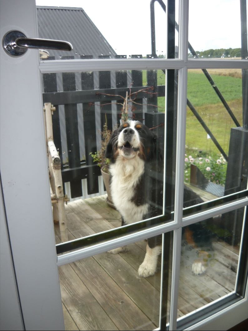 my dog