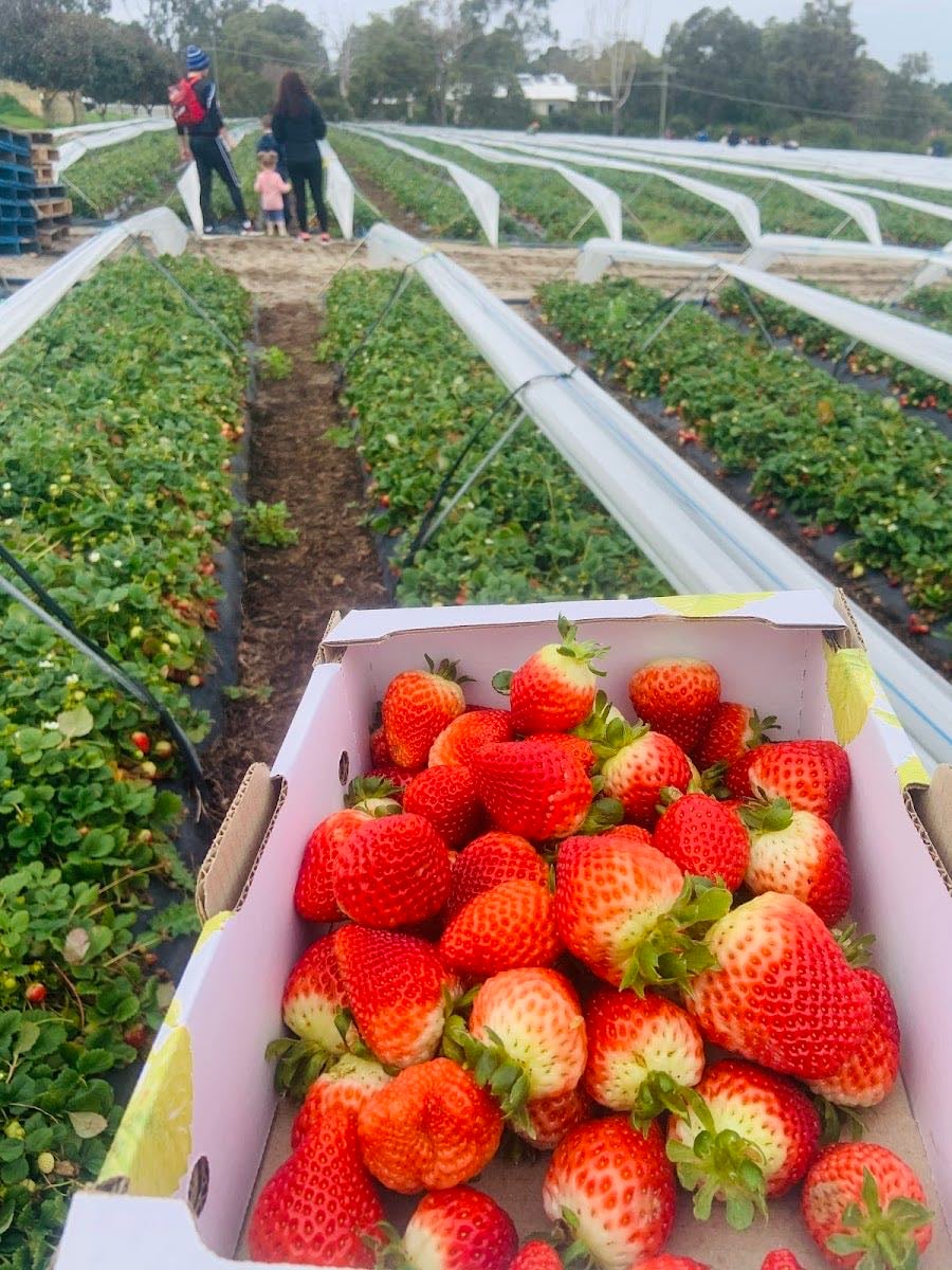 Kien's Strawberry Farm
