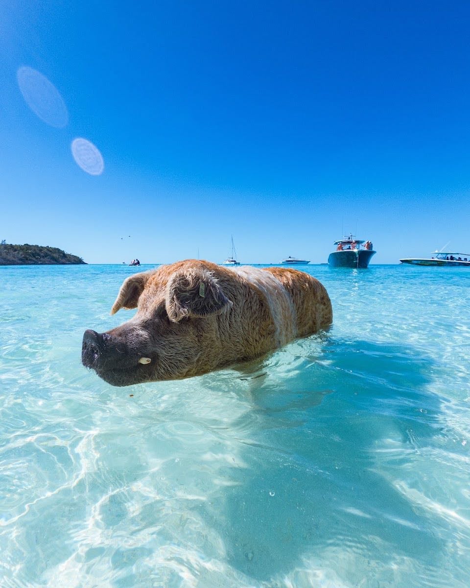 Pig Beach