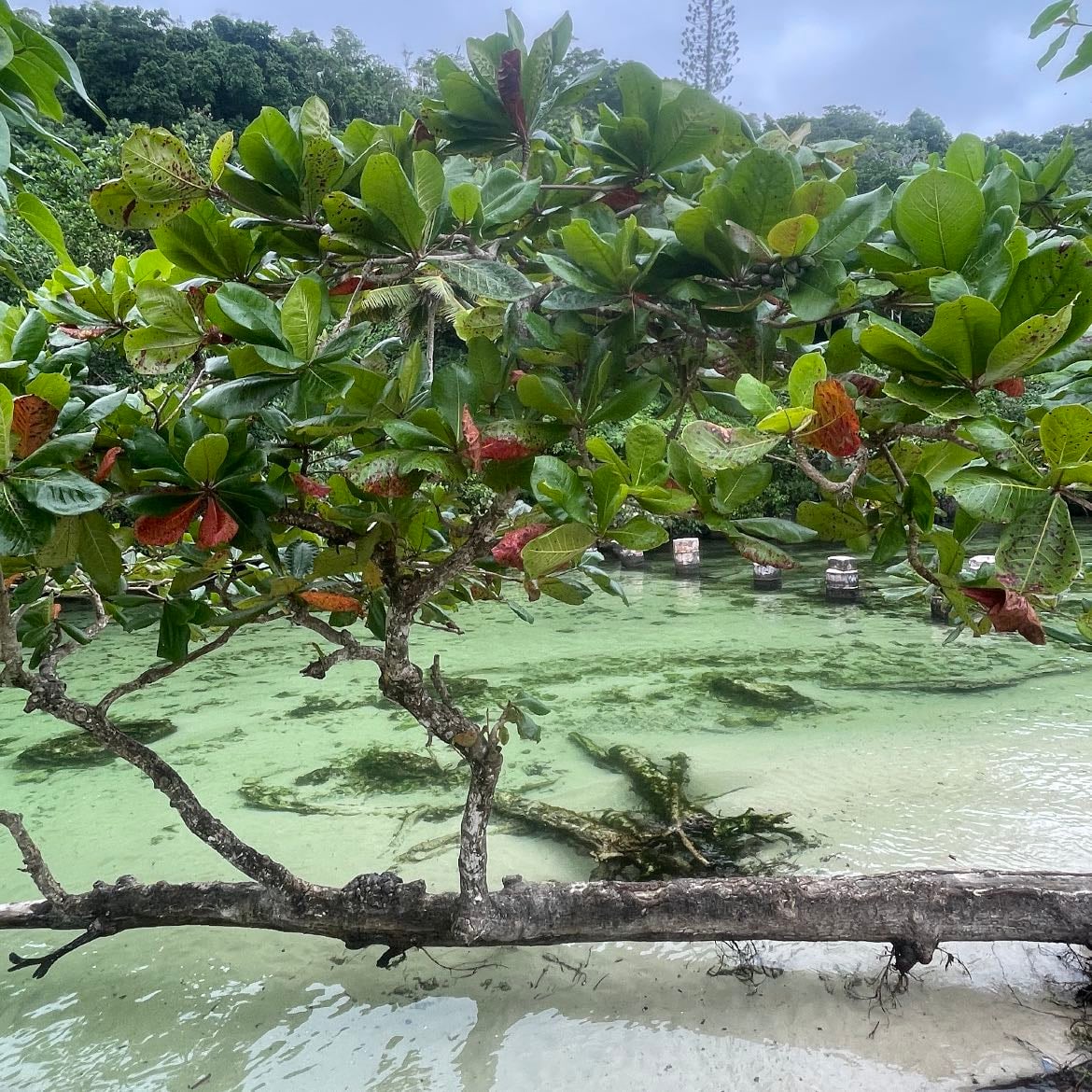 Samaná - https://maps.app.goo.gl/ju15hP7XUDX6aGKN6?g_st=com.google.maps.preview.copy