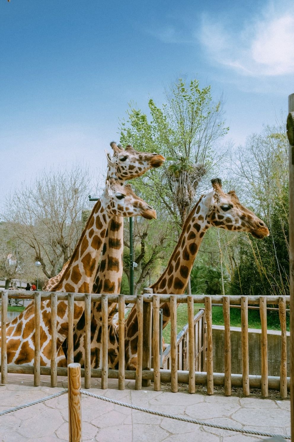 Zoo date