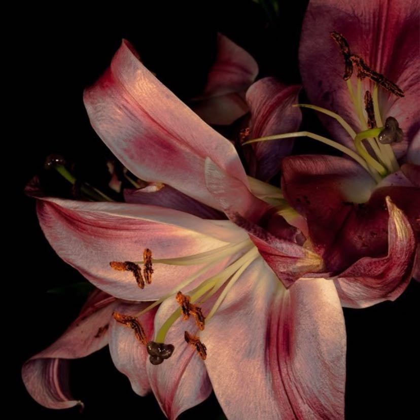 Flora