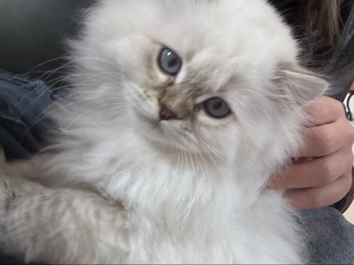 A CATTTTTTTTT