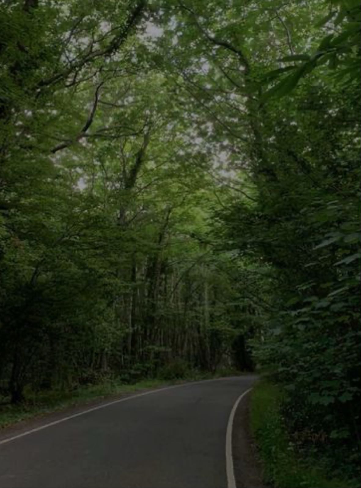 Forests
