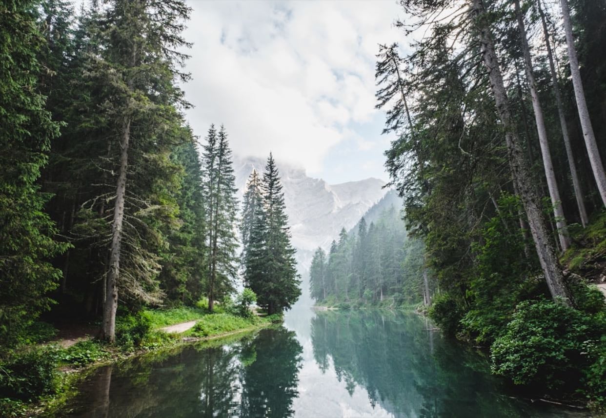 Water Forest