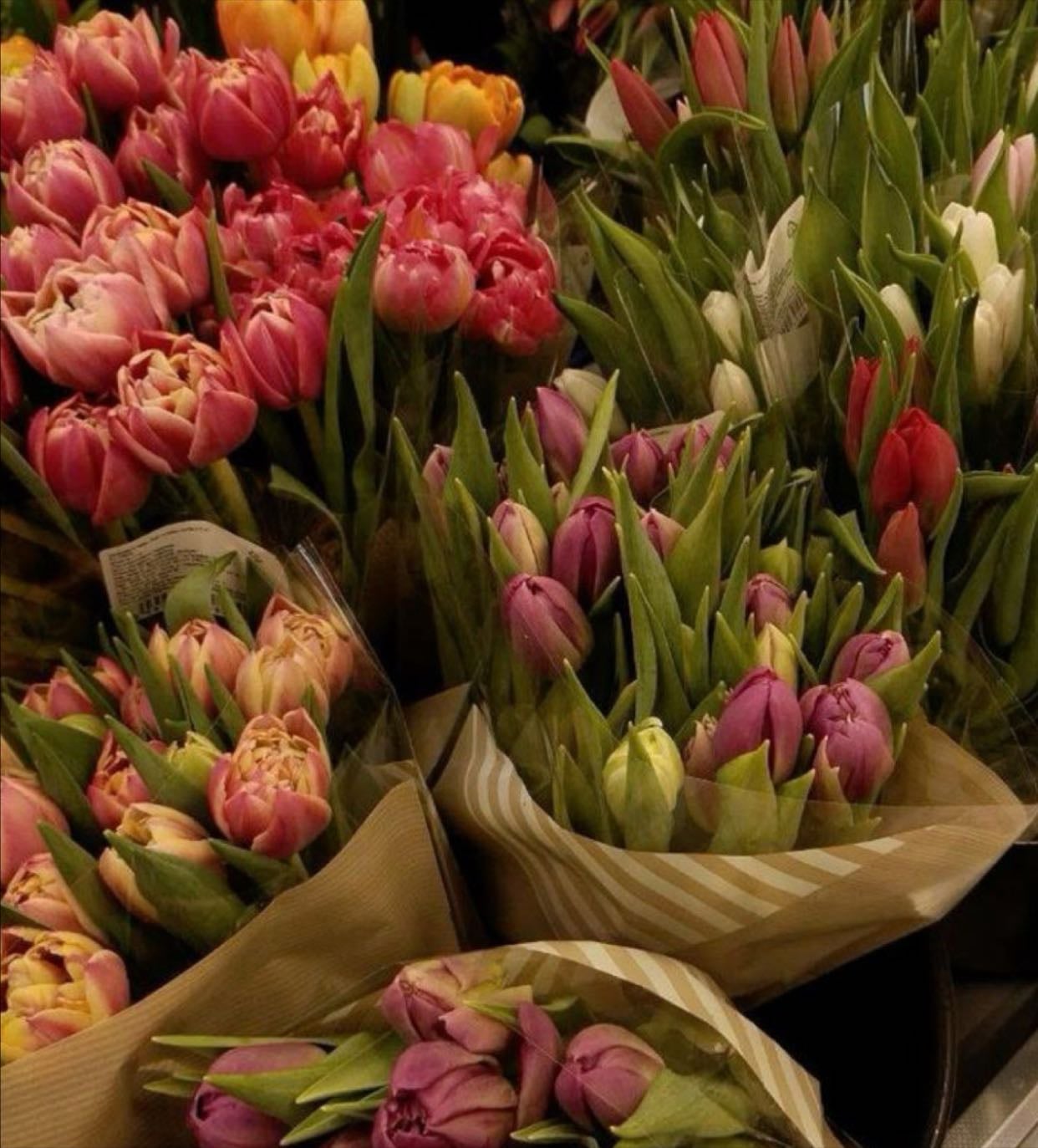 Tulips