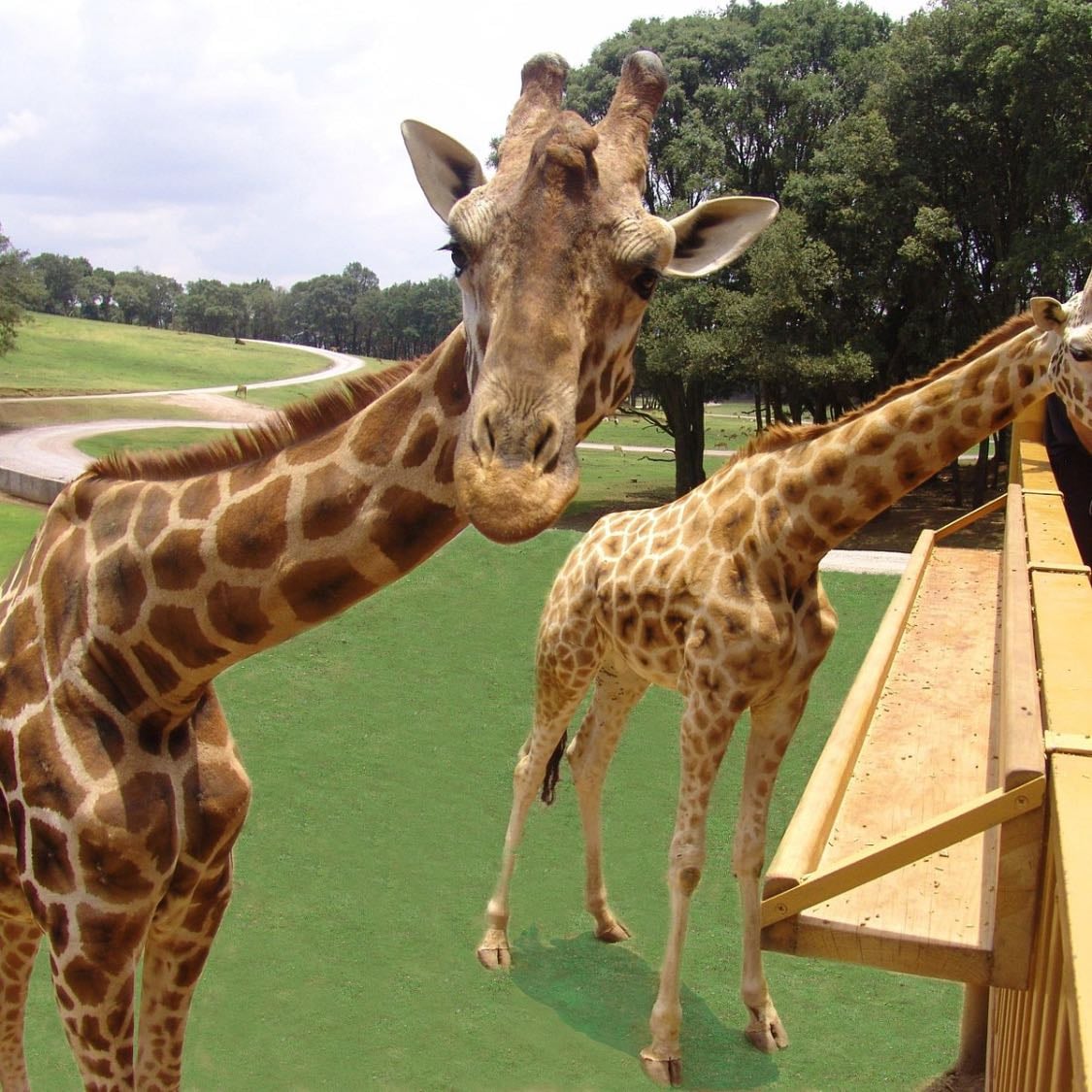 Bioparque estrella - Los fines de semana sale camión en la alameda, montemorelos