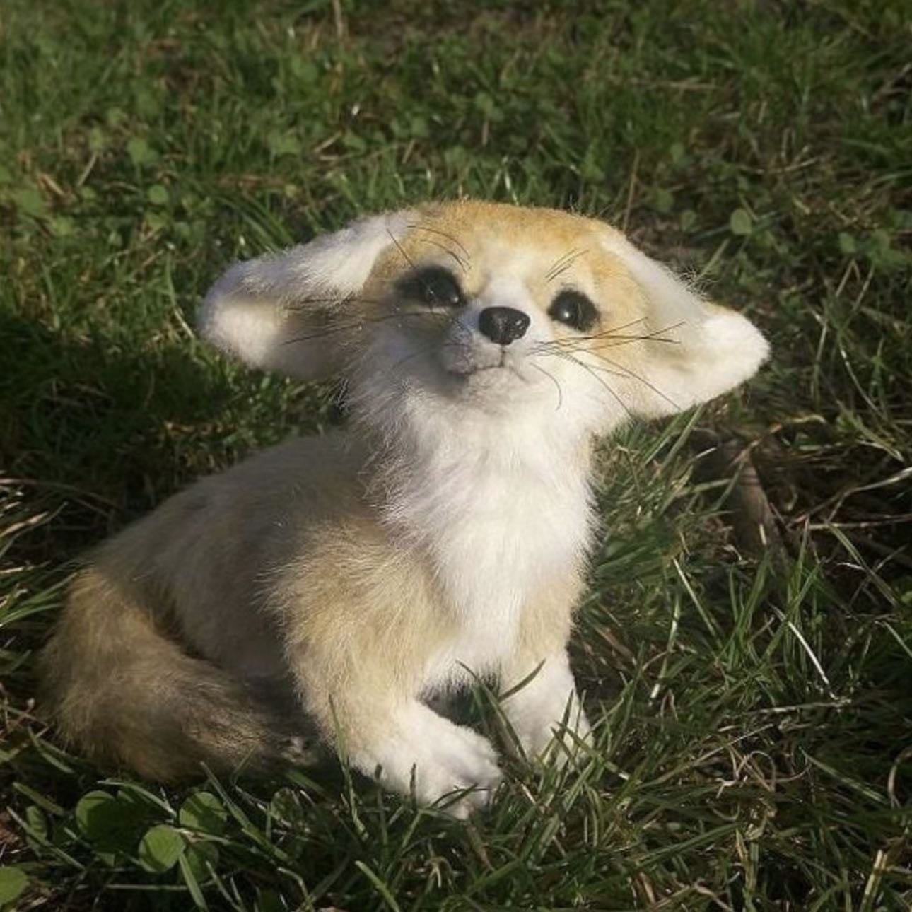 If you could only photograph one animal forever, which would it be? - No, it can’t be a common one!
