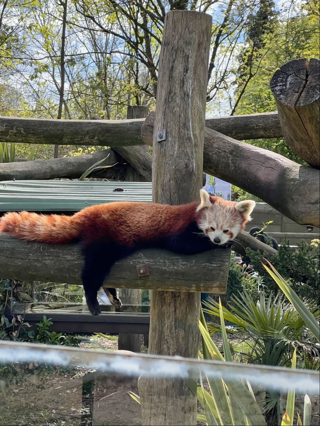 zoo date