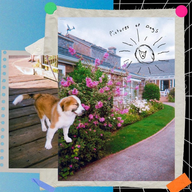 Pictures of Dogs - Album · sleep well.