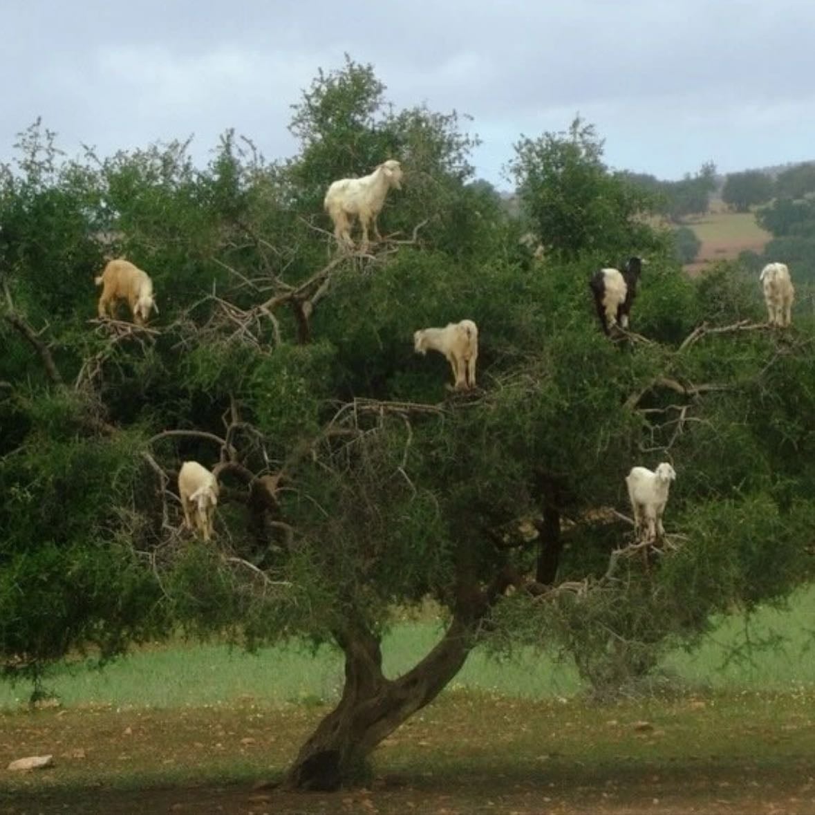 cabras em árvore