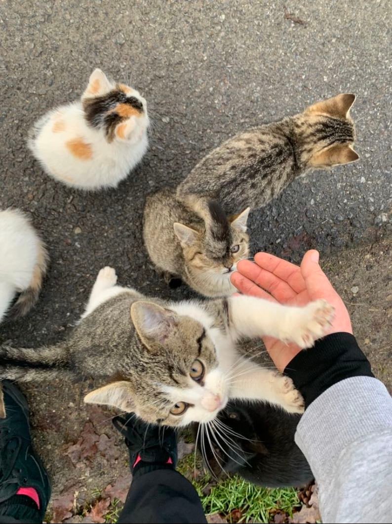 cat lover