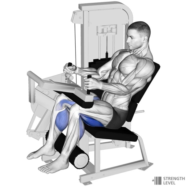 seated leg curl