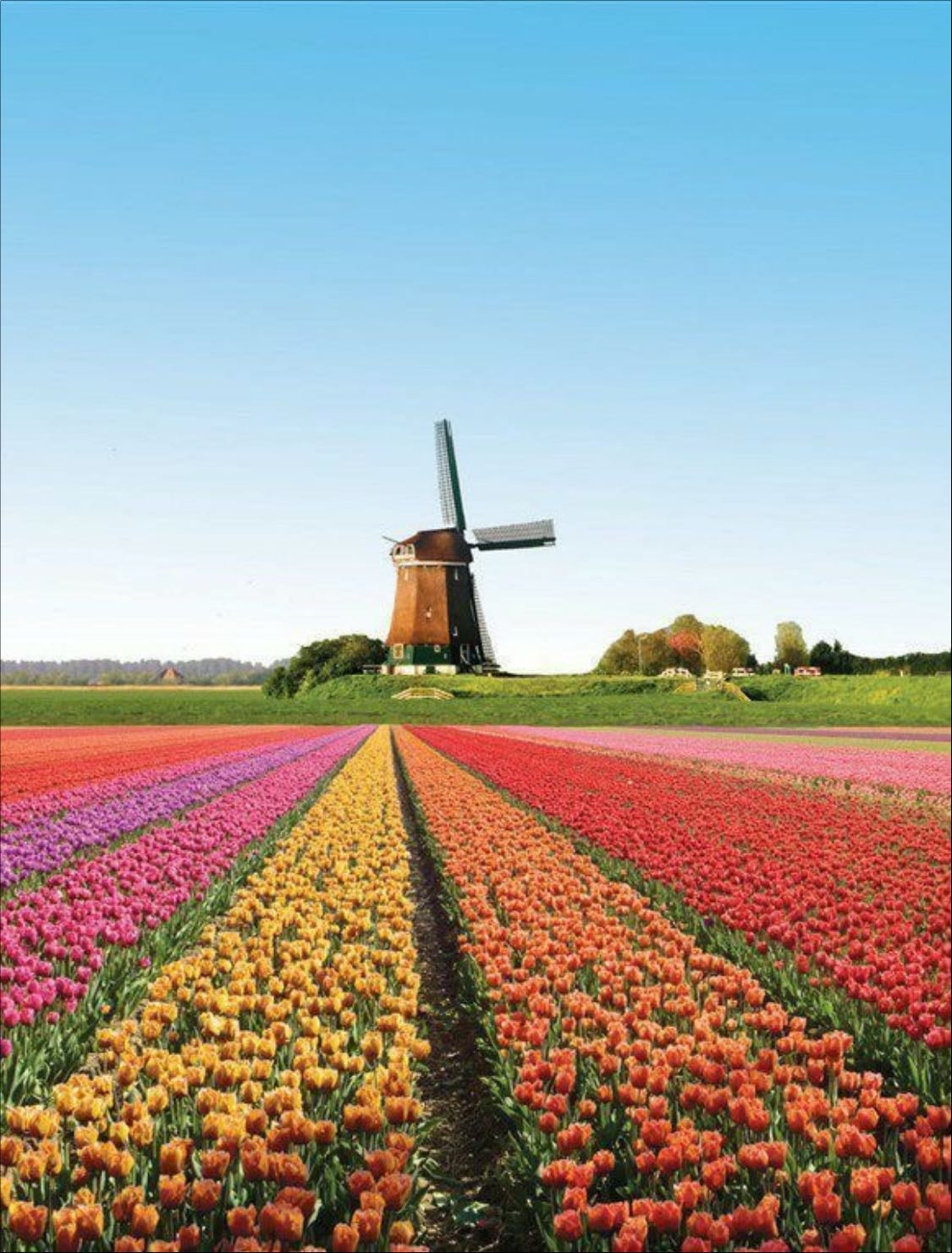 visit keukenhof in netherlands
