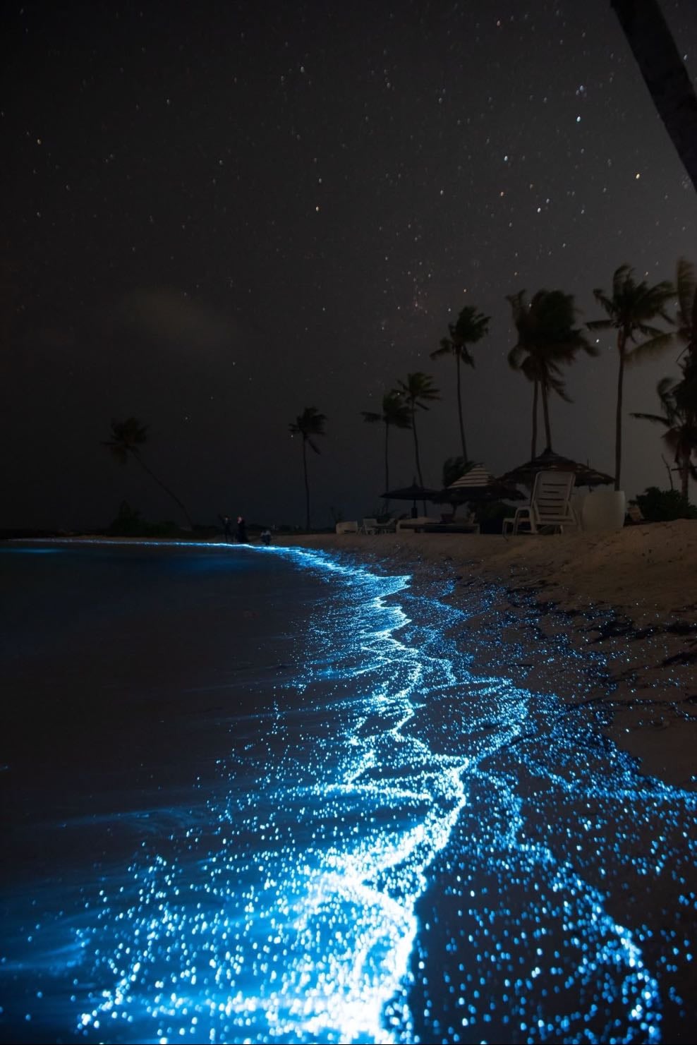go to a beach with bioluminescent waves