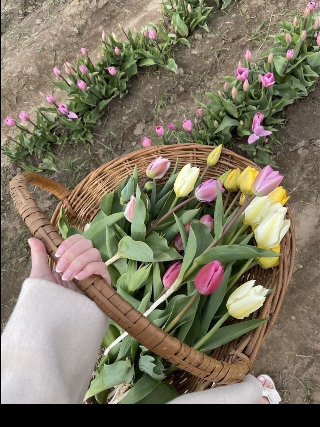 go flower โฐ berry picking