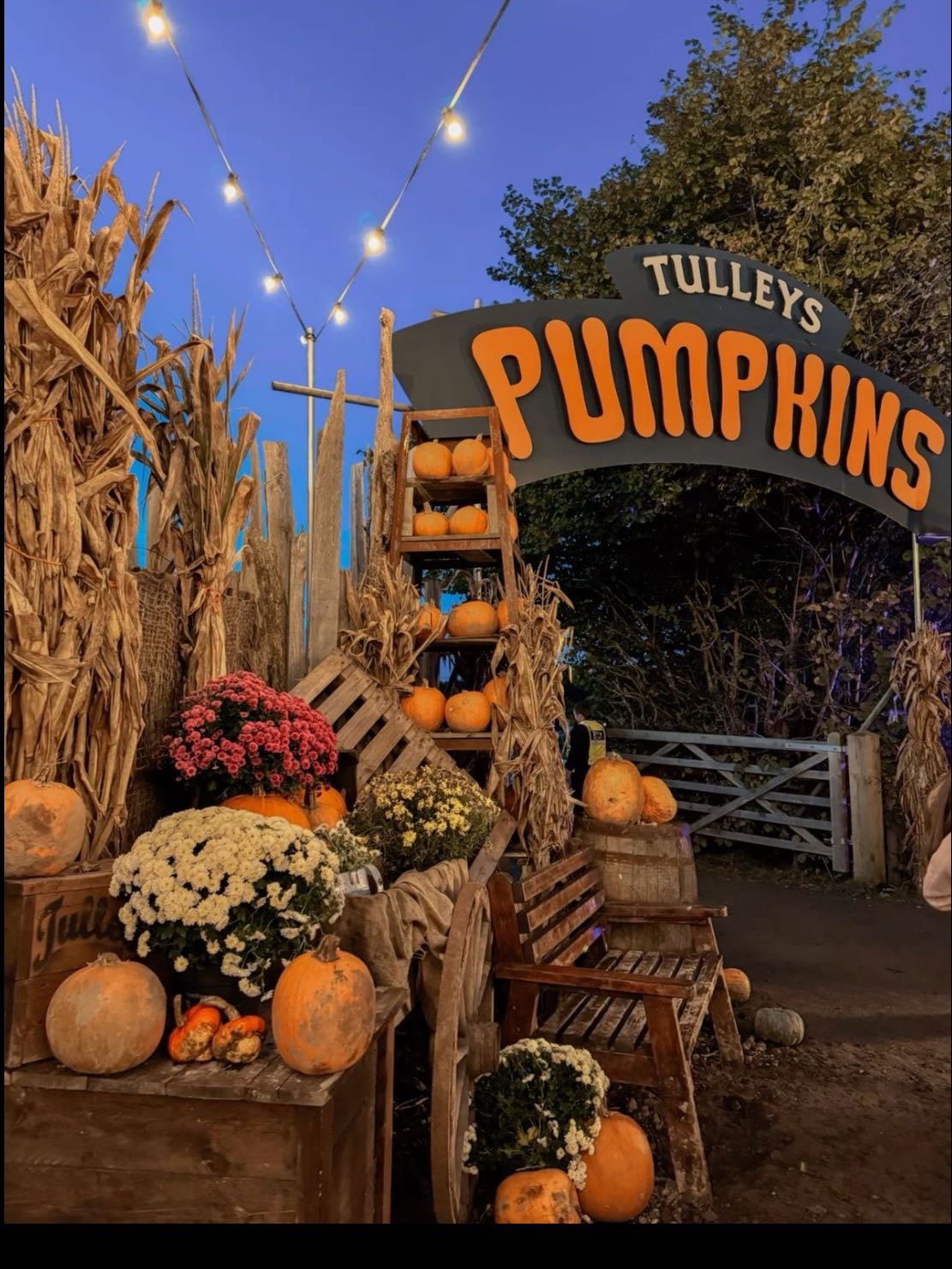 go to a pumpkin patch