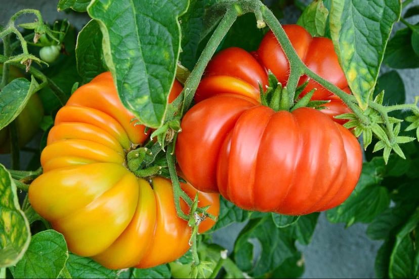 Heirloom Tomatoes