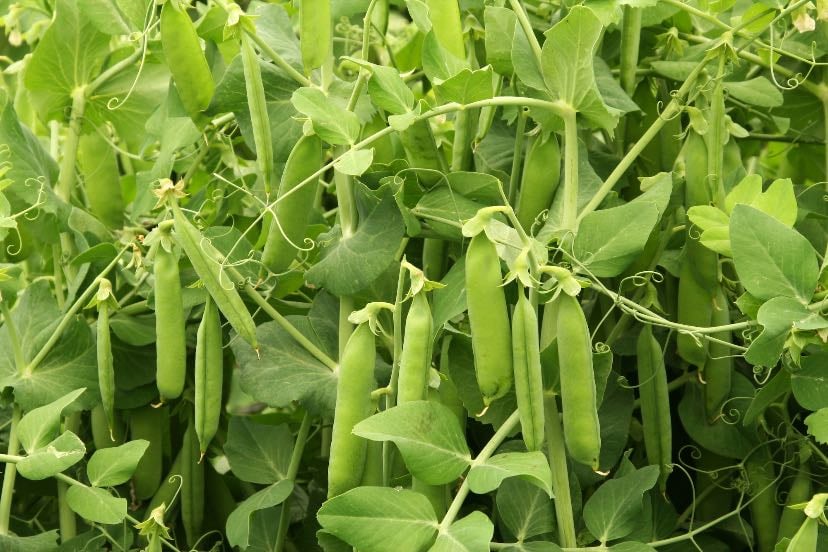 Green peas