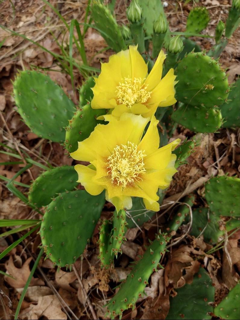 Prairie Prickly Pear