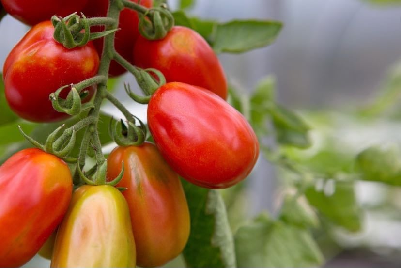 Roma tomatoes