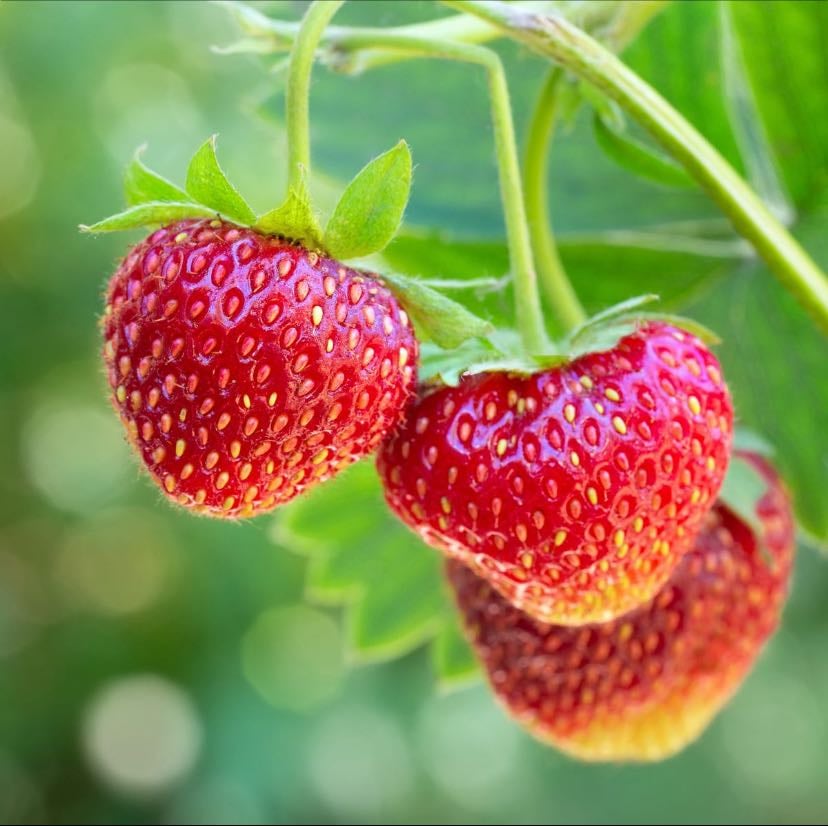 Strawberries