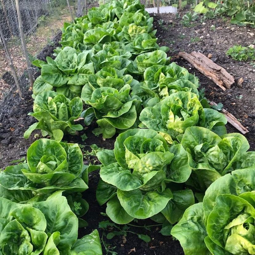 Lettuce