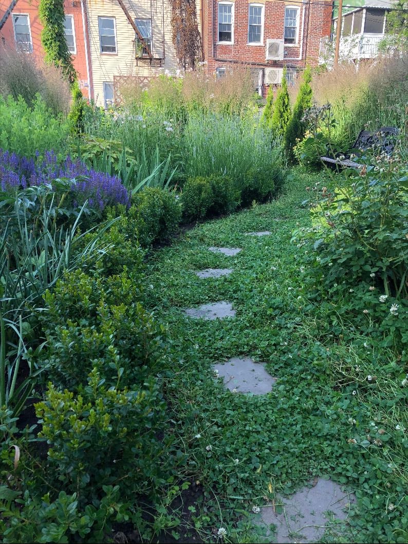 Stepping stones in clover lawn