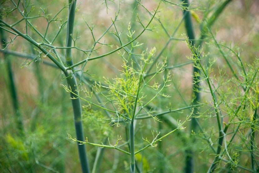 Dill Weed