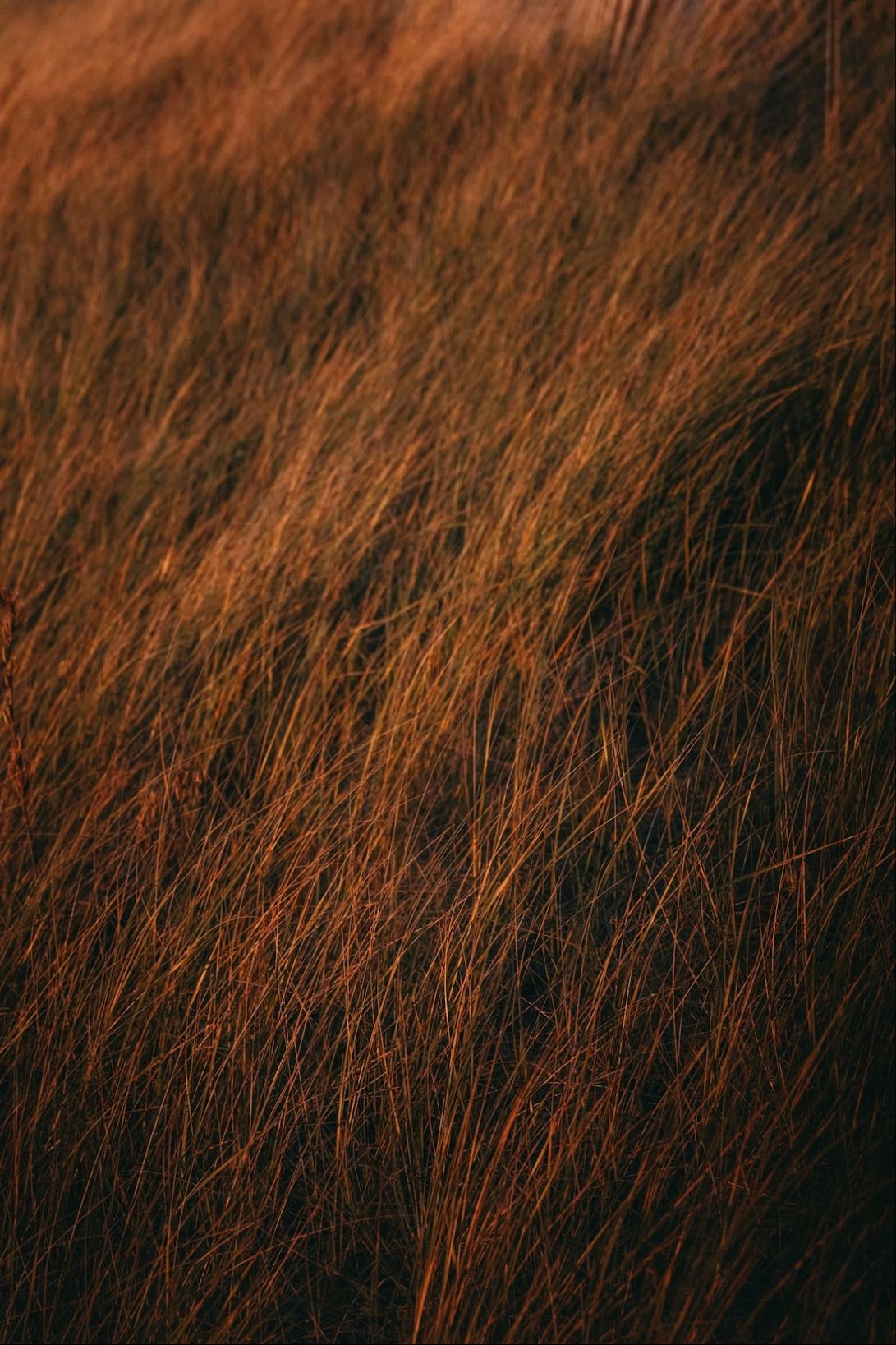 Sienna - Song · The Marías