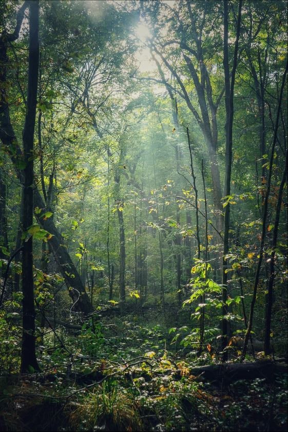 🌳🤎 - Author Unknown