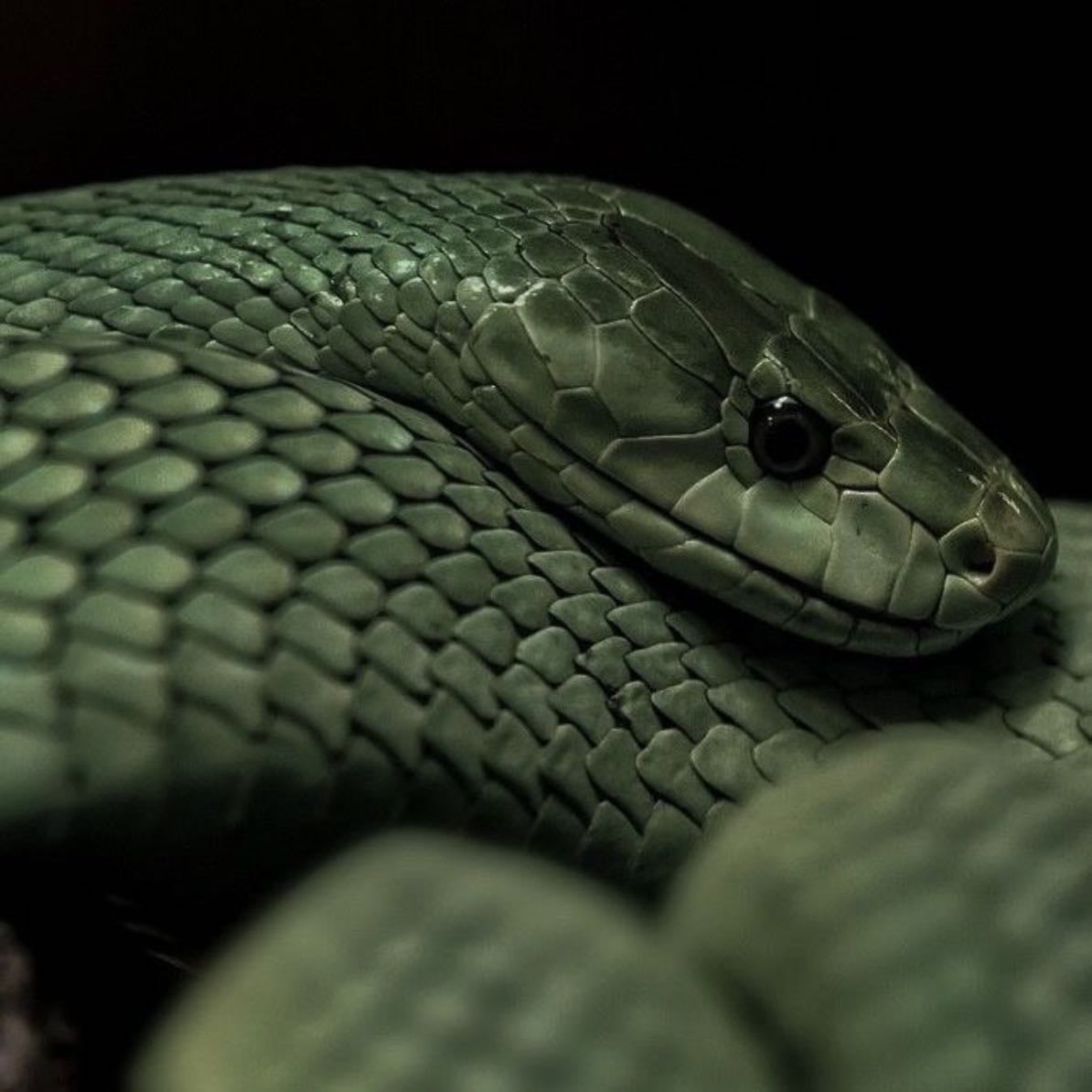 metal snake, - my chinese zodiac alignment!