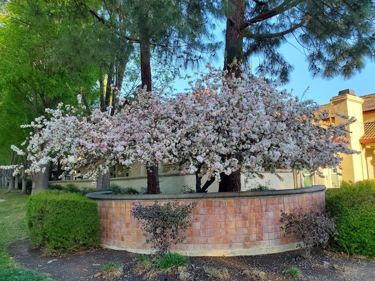 Pleasanton