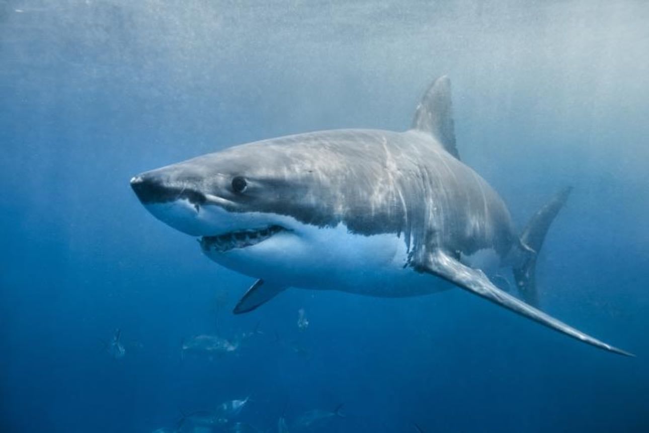 Great White Sharks