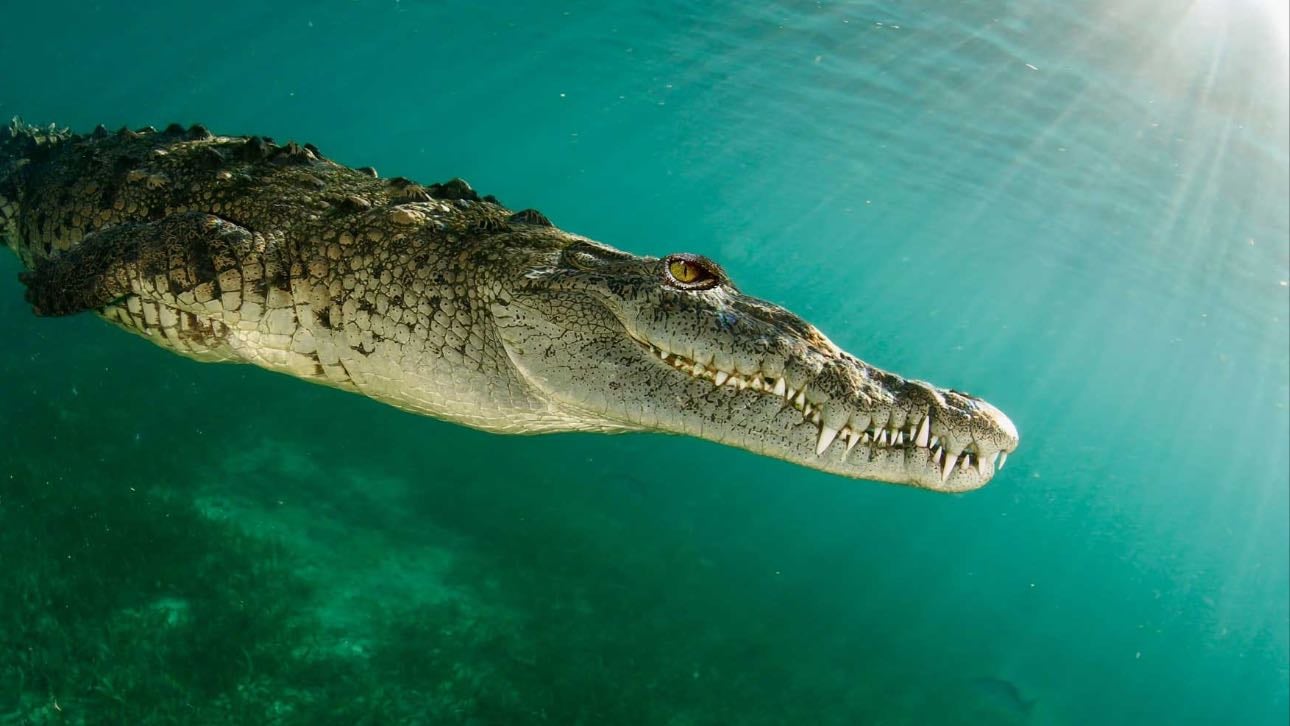 Sea Water Crocodiles