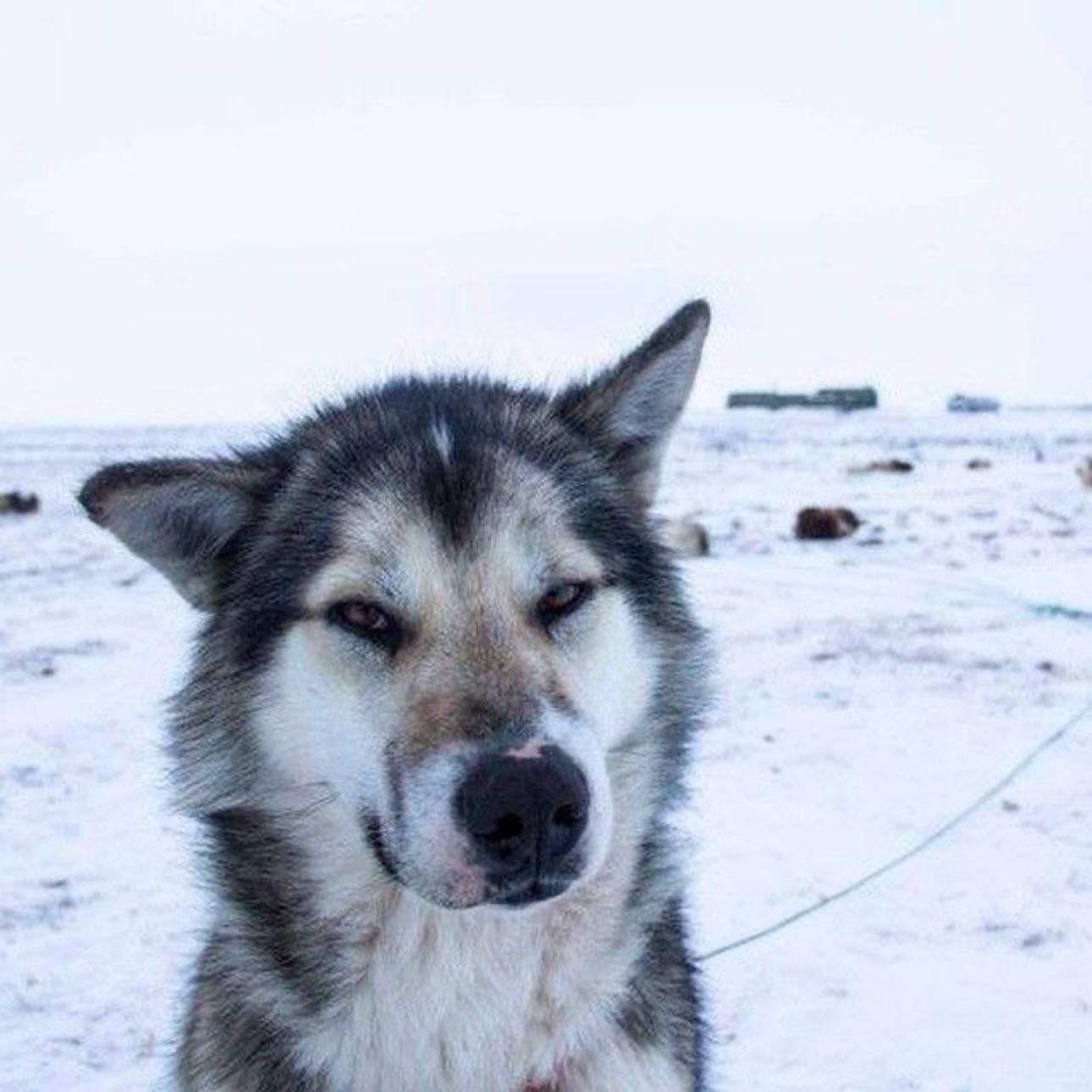 Wolves