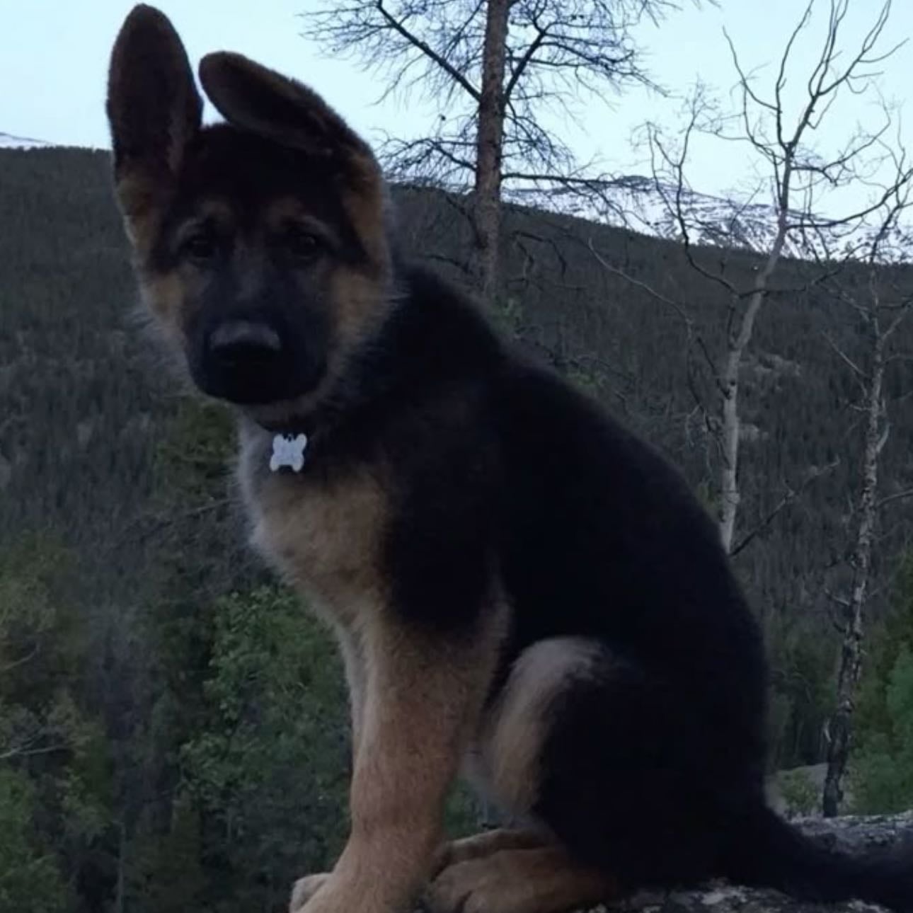 German shepherds