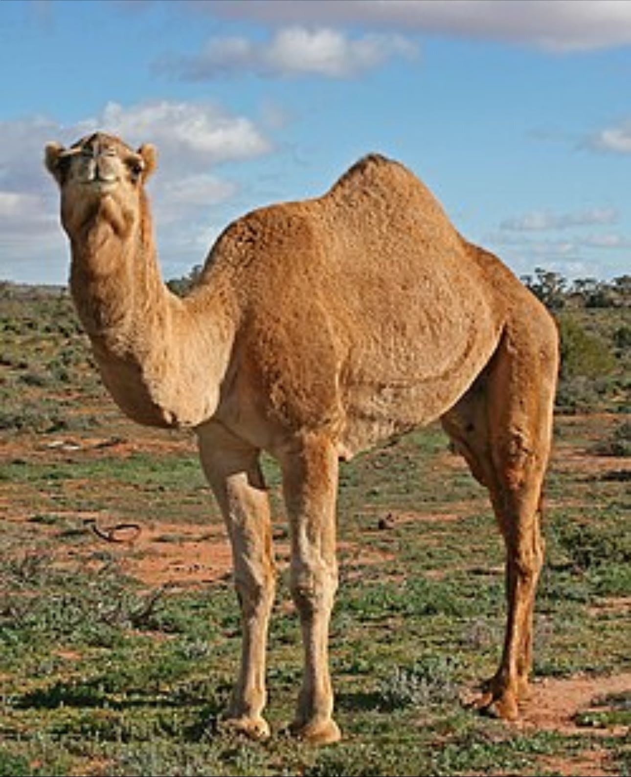 Camels
