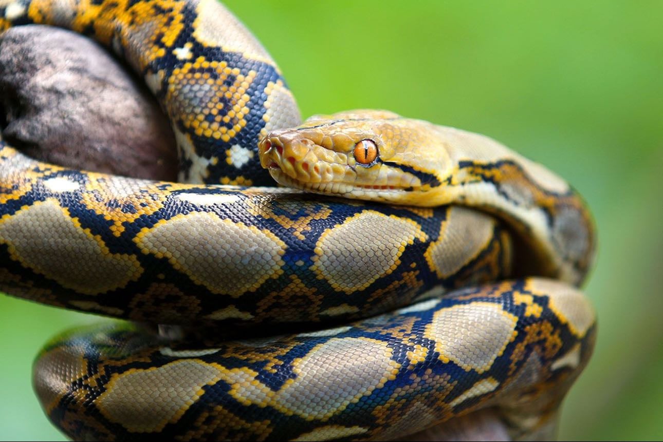 Python