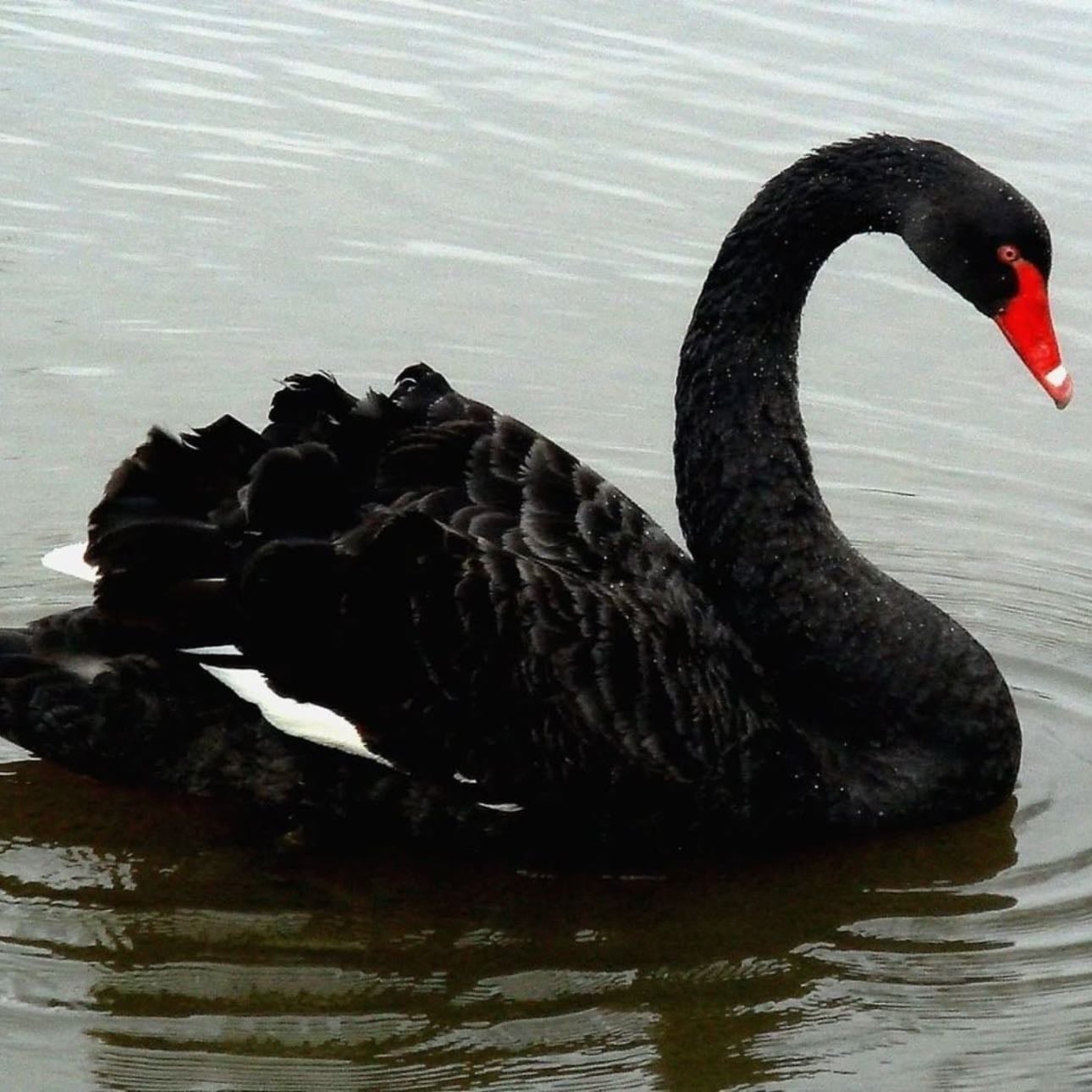 Black swans